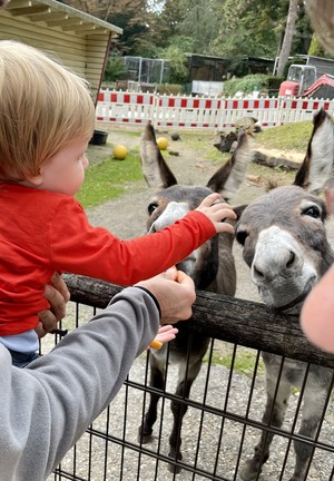 Kind streichelt einen Esel