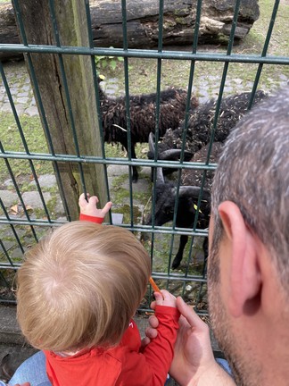 Kind streichelt Ziegen