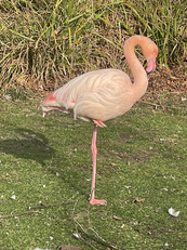 Flamingo
