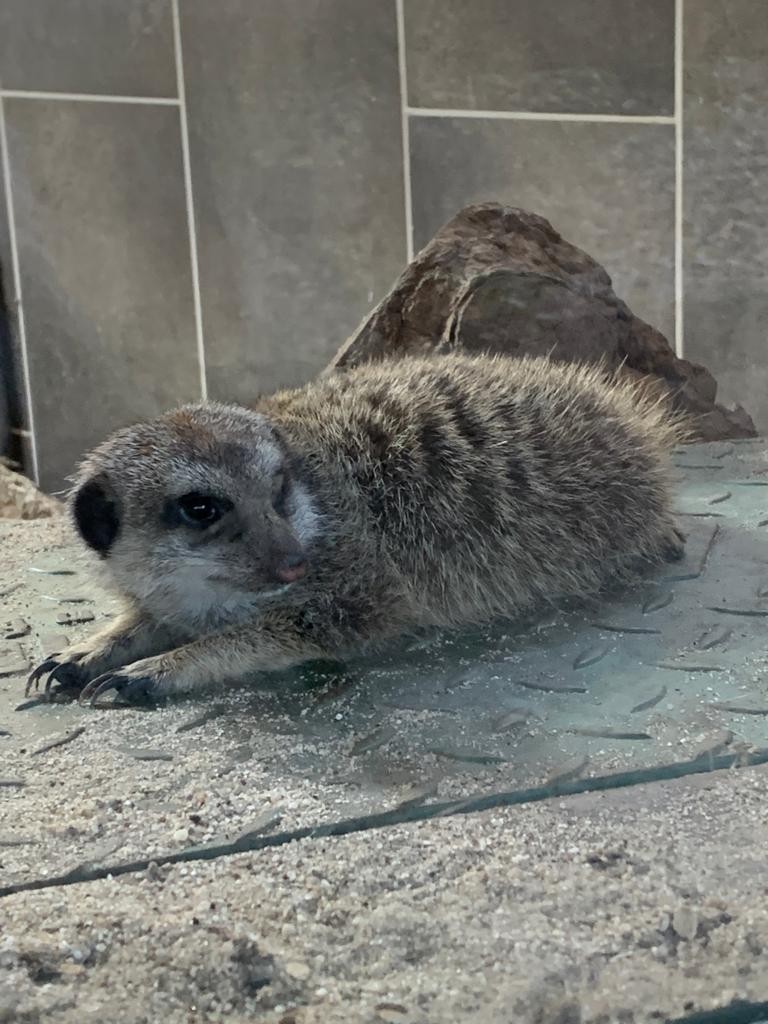 Ein Erdmännchen